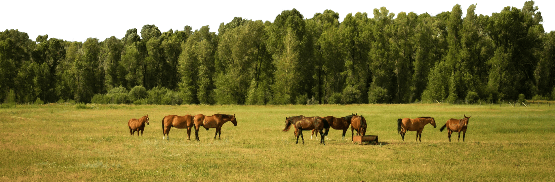 Кони в Горном Алтае